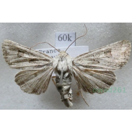 Anarta sodae (Rambur, 1829) France60k